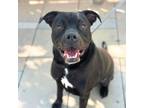 Adopt Kage* a Black American Pit Bull Terrier / Mixed dog in El Paso