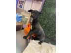 Adopt Juno* a Black Border Terrier / Mixed dog in El Paso, TX (40688452)