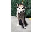 Adopt juno* a White Siberian Husky / Mixed dog in El Paso, TX (40688451)