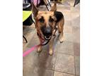 Adopt Hope a Black German Shepherd Dog / Mixed dog in El Paso, TX (40688442)