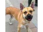 Adopt Harold* a Tan/Yellow/Fawn Shepherd (Unknown Type) / Mixed dog in El Paso