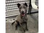 Adopt Griselda Lupita Luna a Gray/Blue/Silver/Salt & Pepper Retriever (Unknown