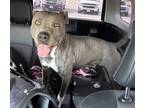 Adopt Grayce a Gray/Blue/Silver/Salt & Pepper American Pit Bull Terrier / Mixed