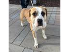 Adopt Fyona a Brown/Chocolate Boxer / Mixed dog in El Paso, TX (40688422)