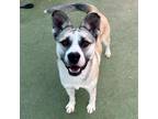 Adopt Fred* a White German Shepherd Dog / Siberian Husky / Mixed dog in El Paso