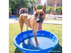 Adopt Felix* a Brown/Chocolate German Shepherd Dog / Mixed dog in El Paso