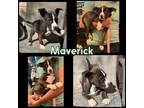 Adopt Maverick a Tricolor (Tan/Brown & Black & White) American Staffordshire
