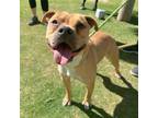 Adopt Ennis* a Red/Golden/Orange/Chestnut Pit Bull Terrier / Mixed dog in El