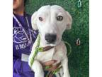 Adopt Doodle* a White Dachshund / American Pit Bull Terrier / Mixed dog in El
