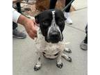 Adopt Dolce* a White Border Terrier / Mixed dog in El Paso, TX (40688401)