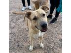 Adopt Cisco a Tan/Yellow/Fawn Pit Bull Terrier / Mixed dog in El Paso