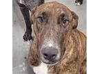 Adopt Chucky* a Brindle Greyhound / Mixed dog in El Paso, TX (40688374)