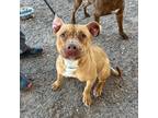 Adopt Christina Ricci a Brindle American Pit Bull Terrier / Mixed dog in El