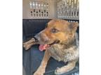 Adopt CHICO a Brown/Chocolate Australian Cattle Dog / Mixed dog in El Paso