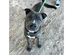 Adopt Chelsea a Gray/Blue/Silver/Salt & Pepper American Pit Bull Terrier / Mixed