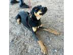 Adopt Carol* a Black Border Terrier / Mixed dog in El Paso, TX (40688357)