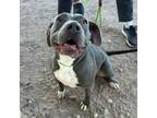 Adopt Carla* a Gray/Blue/Silver/Salt & Pepper American Pit Bull Terrier / Mixed