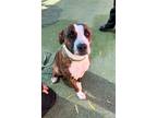 Adopt Bun-Bun* a Brindle American Pit Bull Terrier / Mixed dog in El Paso
