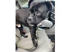 Adopt Brody a Black Pug / Mixed dog in El Paso, TX (40688341)