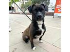 Adopt Bridget* a Black Border Terrier / Mixed dog in El Paso, TX (40688339)