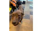 Adopt Blossom* a Brown/Chocolate Pit Bull Terrier / Mixed dog in El Paso