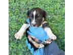 Adopt Aspen a Black Siberian Husky / American Pit Bull Terrier / Mixed dog in El