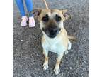 Adopt Ashanti* a Tan/Yellow/Fawn German Shepherd Dog / Mixed dog in El Paso