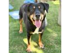 Adopt Aronnax* a Black Rottweiler / Mixed dog in El Paso, TX (40688310)