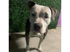 Adopt Argyle* a White Pit Bull Terrier / Mixed dog in El Paso, TX (40688252)