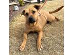 Adopt Amanda* a Brown/Chocolate German Shepherd Dog / Mixed dog in El Paso