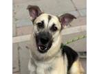 Adopt Alice* a Tan/Yellow/Fawn Shepherd (Unknown Type) / Mixed dog in El Paso