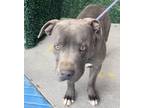 Adopt Jay* a Gray/Blue/Silver/Salt & Pepper Pit Bull Terrier / Mixed dog in El