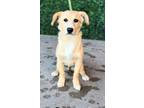 Adopt 55252612 a Tan/Yellow/Fawn Border Terrier / Mixed dog in El Paso