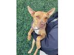 Adopt 55250642 a Tan/Yellow/Fawn Staffordshire Bull Terrier / Mixed dog in El