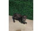 Adopt 55135849 a Black Border Terrier / Mixed dog in El Paso, TX (40688224)