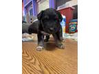 Adopt 55119201 a Black Border Terrier / Mixed dog in El Paso, TX (40688196)