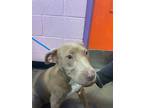 Adopt 55097980 a Gray/Blue/Silver/Salt & Pepper Pit Bull Terrier / Mixed dog in