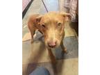 Adopt 55097977 a Tan/Yellow/Fawn Pit Bull Terrier / Mixed dog in El Paso