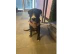Adopt Pringle a Black Border Terrier / Mixed dog in El Paso, TX (40688176)
