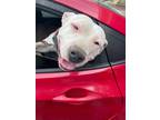 Adopt 55065710 a White Pit Bull Terrier / Mixed dog in El Paso, TX (40688158)