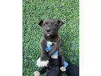 Adopt 55031327 a Black Border Terrier / Mixed dog in El Paso, TX (40688145)