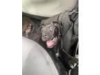 Adopt 54978997 a Black Labrador Retriever / Mixed dog in El Paso, TX (40688138)