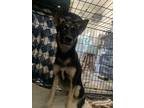 Adopt 54867983 a Black German Shepherd Dog / Mixed dog in El Paso, TX (40688133)
