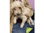 Adopt 54857837 a White Border Terrier / Mixed dog in El Paso, TX (40688132)