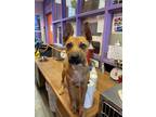 Adopt 54794621 a Tan/Yellow/Fawn Border Terrier / Mixed dog in El Paso