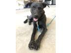 Adopt 54128155 a Black Border Terrier / Mixed dog in El Paso, TX (40688127)