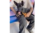 Adopt 53721126 a Black Labrador Retriever / Mixed dog in El Paso, TX (40688124)