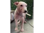 Adopt 53677135 a White Border Terrier / Mixed dog in El Paso, TX (40688122)