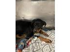Adopt *Marley a Black Rottweiler / Mixed dog in El Paso, TX (40688108)
