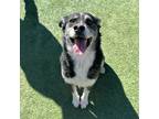 Adopt *John Stamos a Black Siberian Husky / Mixed dog in El Paso, TX (40688172)